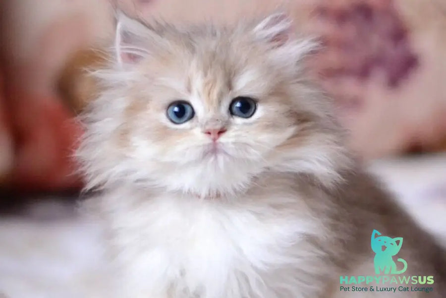 Gloria British Longhair female blue golden shaded - live animals