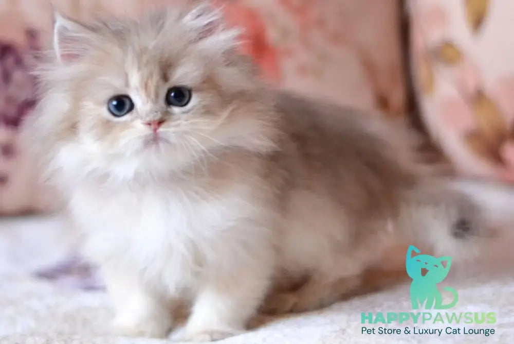 Gloria British Longhair female blue golden shaded - live animals