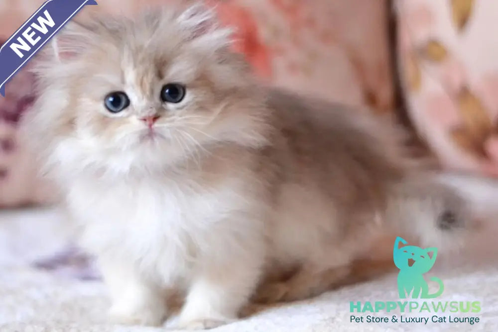 Gloria British Longhair female blue golden shaded - live animals