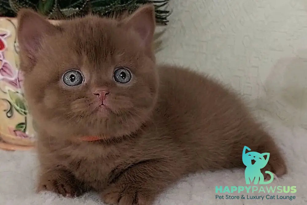Gloria British Shorthair female cinnamon - live animals