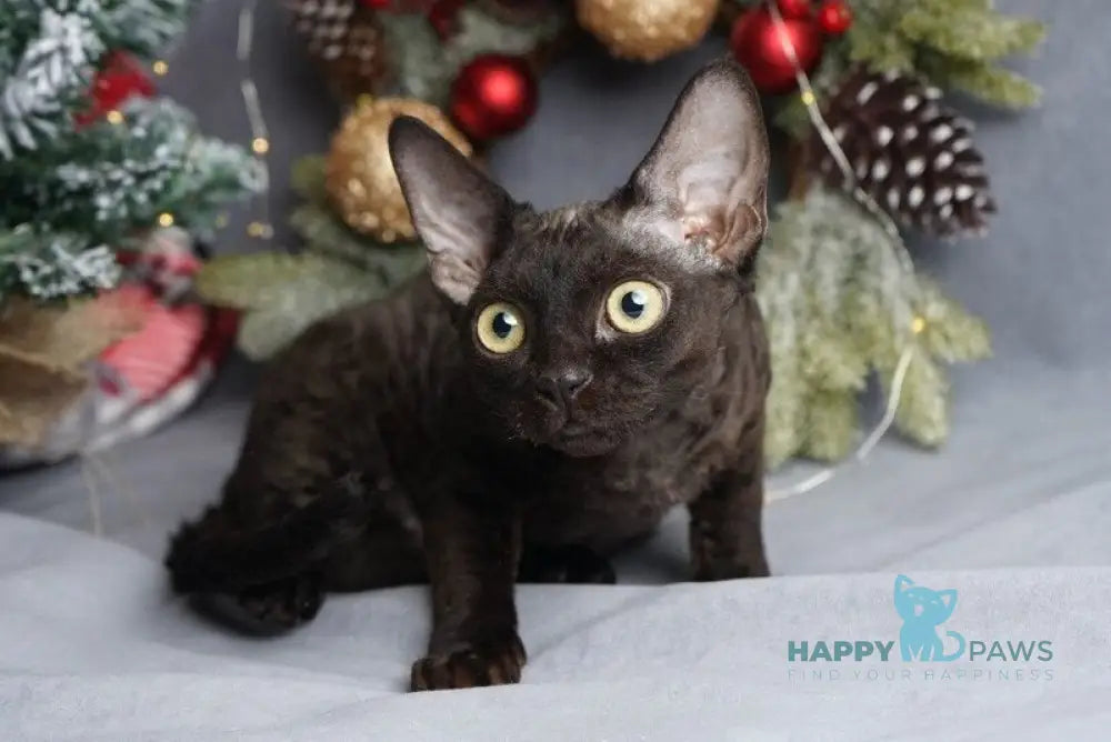 Gloria Devon Rex female black live animals
