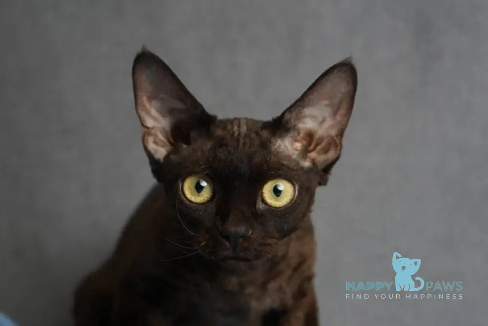 Gloria Devon Rex female black live animals