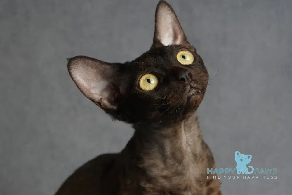 Gloria Devon Rex female black live animals