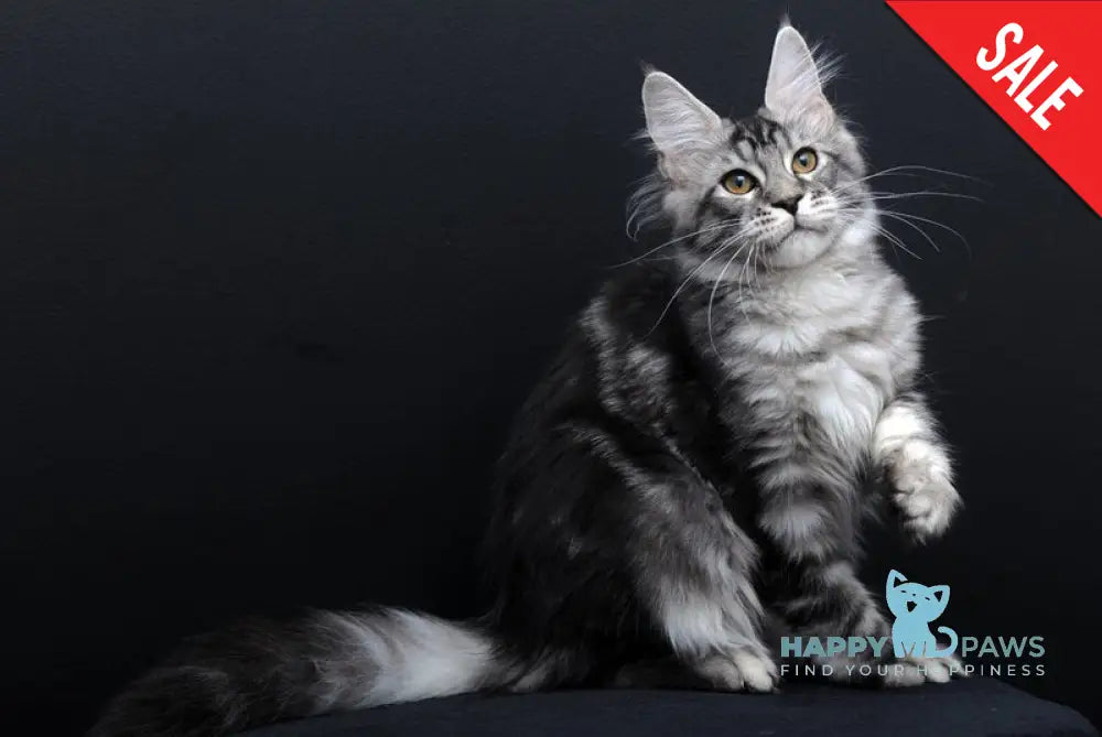 Gloria Maine Coon female black silver tabby live animals