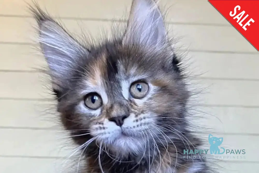 Gloria Maine Coon female black tortie live animals