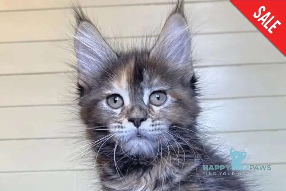 Gloria Maine Coon female black tortie live animals