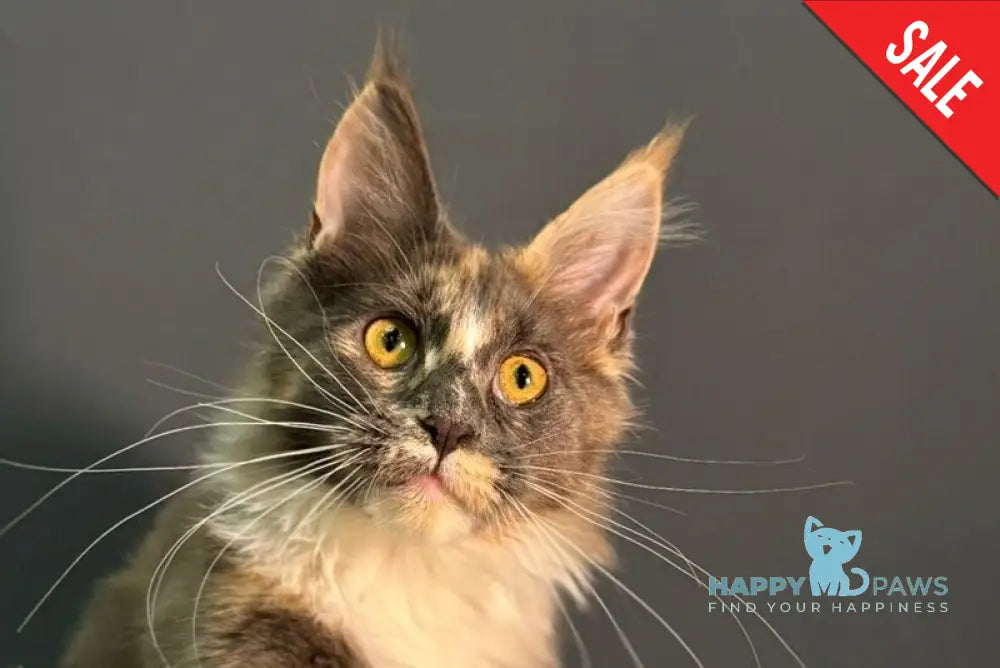 Gloria Maine Coon female blue tortie bicolour live animals