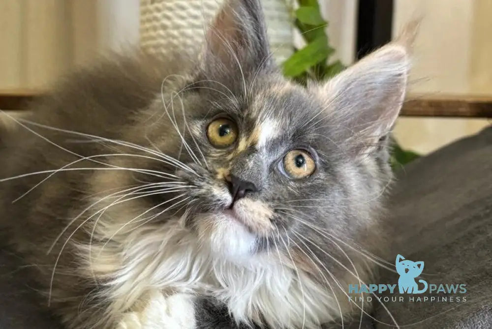 Gloria Maine Coon female blue tortie bicolour live animals