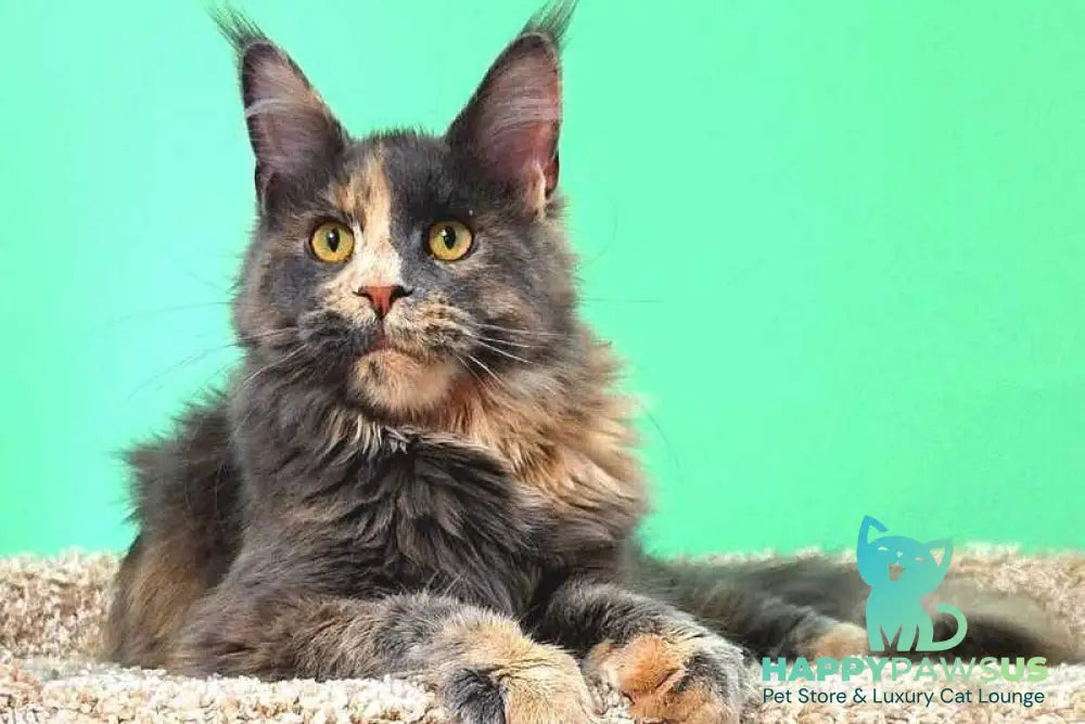 Gloria Maine Coon female blue tortie with white - live animals