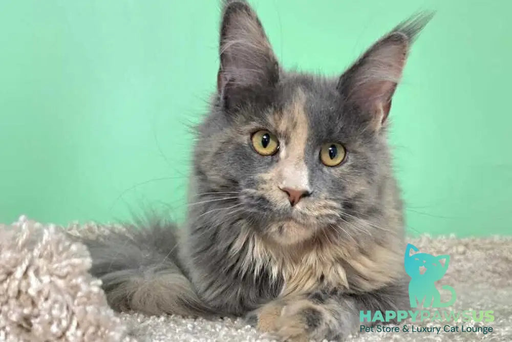 Gloria Maine Coon female blue tortie with white - live animals