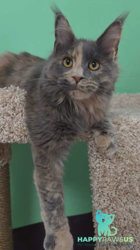Gloria Maine Coon female blue tortie with white - live animals