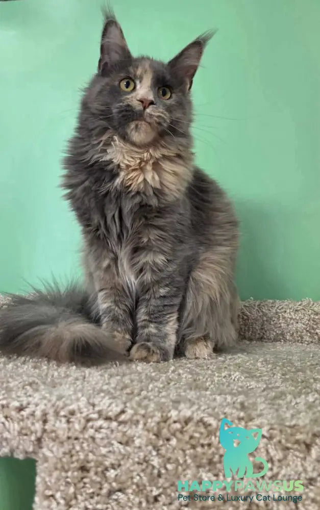 Gloria Maine Coon female blue tortie with white - live animals