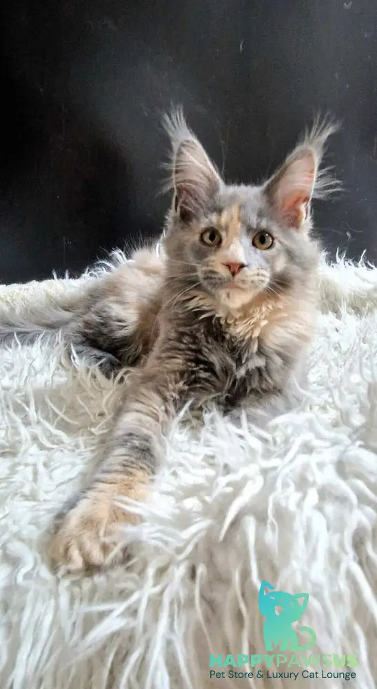Gloria Maine Coon female blue tortie with white live animals