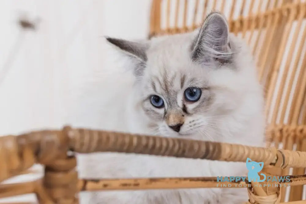 Gloria Neva Masquerade female blue tabby pointed with white live animals