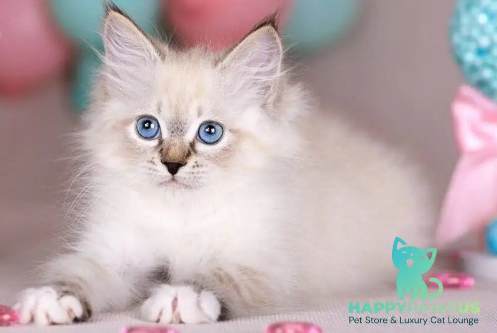 Gloria Siberian female blue with white tabby - live animals
