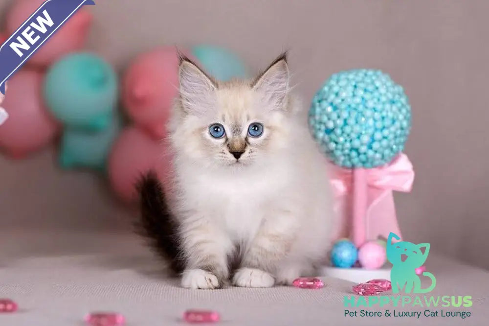 Gloria Siberian female blue with white tabby - live animals