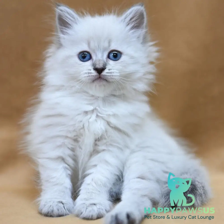 Gloriya Neva Masquerade female blue tabby pointed - live animals