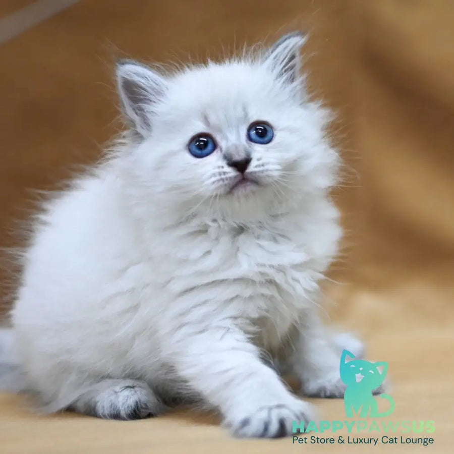 Gloriya Neva Masquerade female blue tabby pointed - live animals
