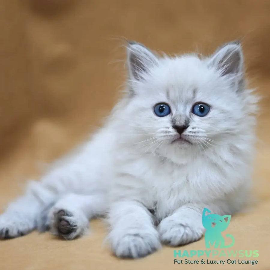 Gloriya Neva Masquerade female blue tabby pointed - live animals