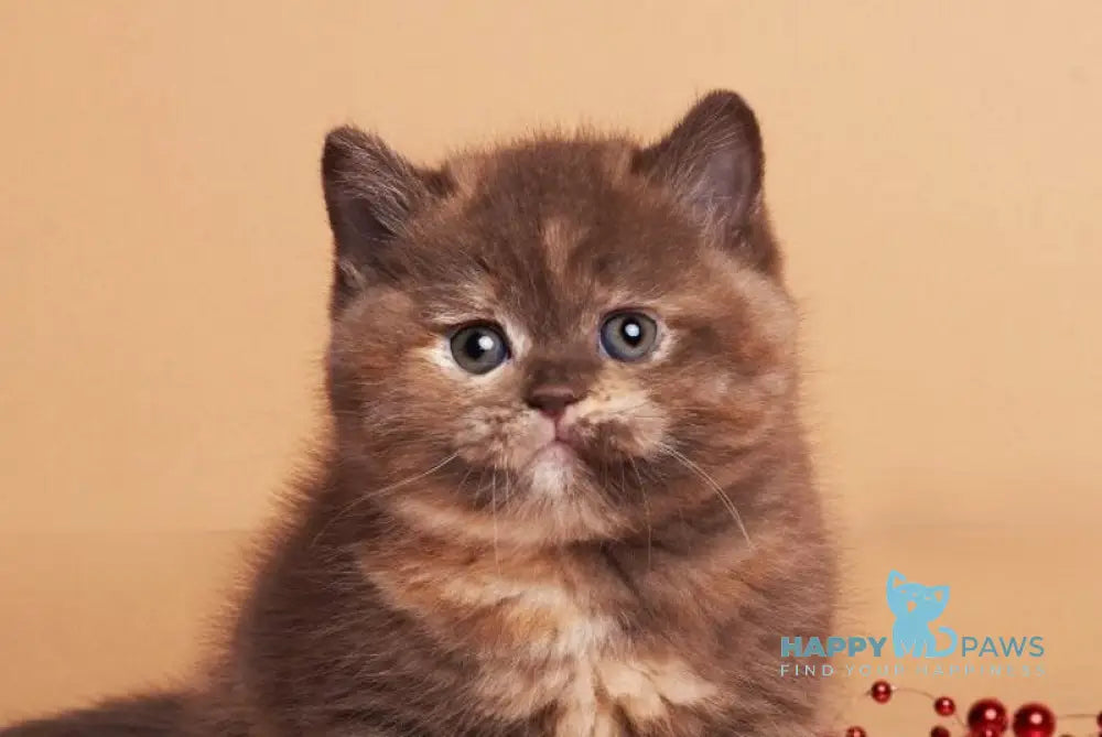 Glory British Shorthair female chocolate tortie live animals