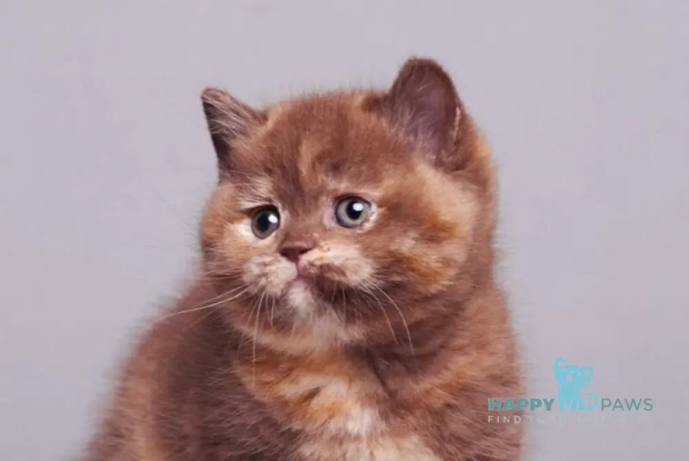 Glory British Shorthair female chocolate tortie live animals