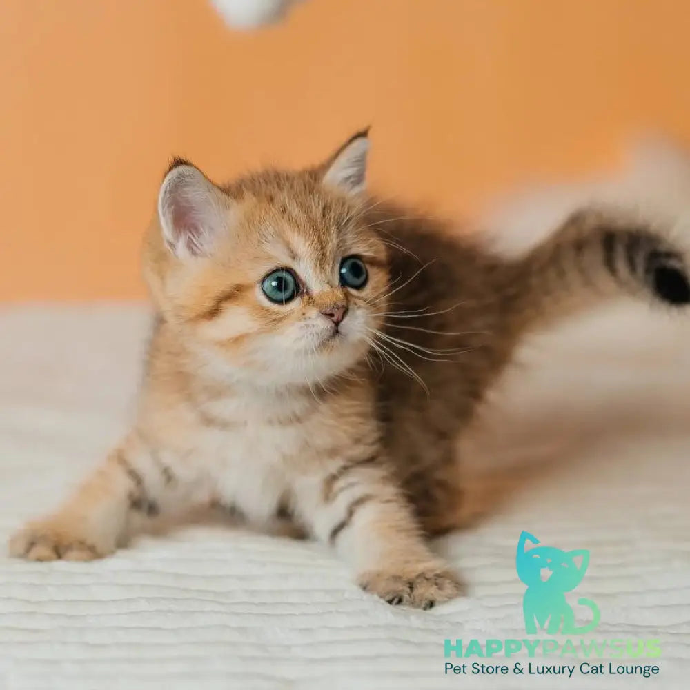 Glroia Scottish Straight female black golden spotted tabby - live animals