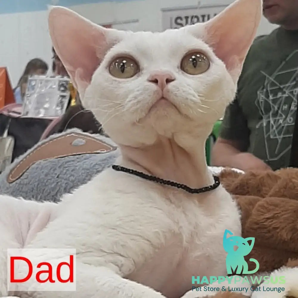 Glykeria Devon Rex female red tabby bicolour - live animals