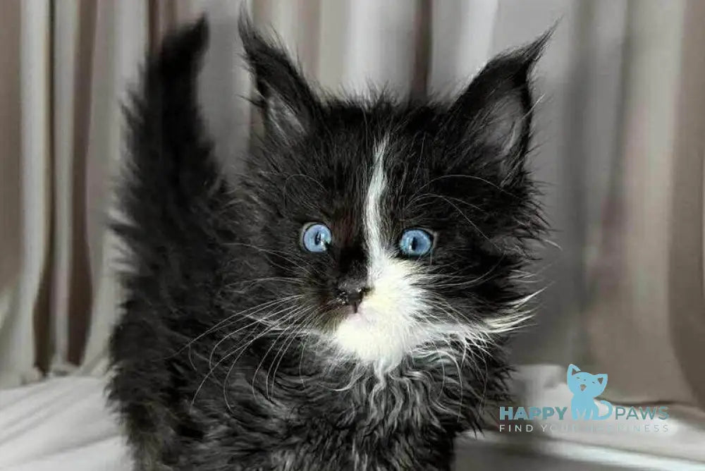 Goa Maine Coon female black silver with white live animals