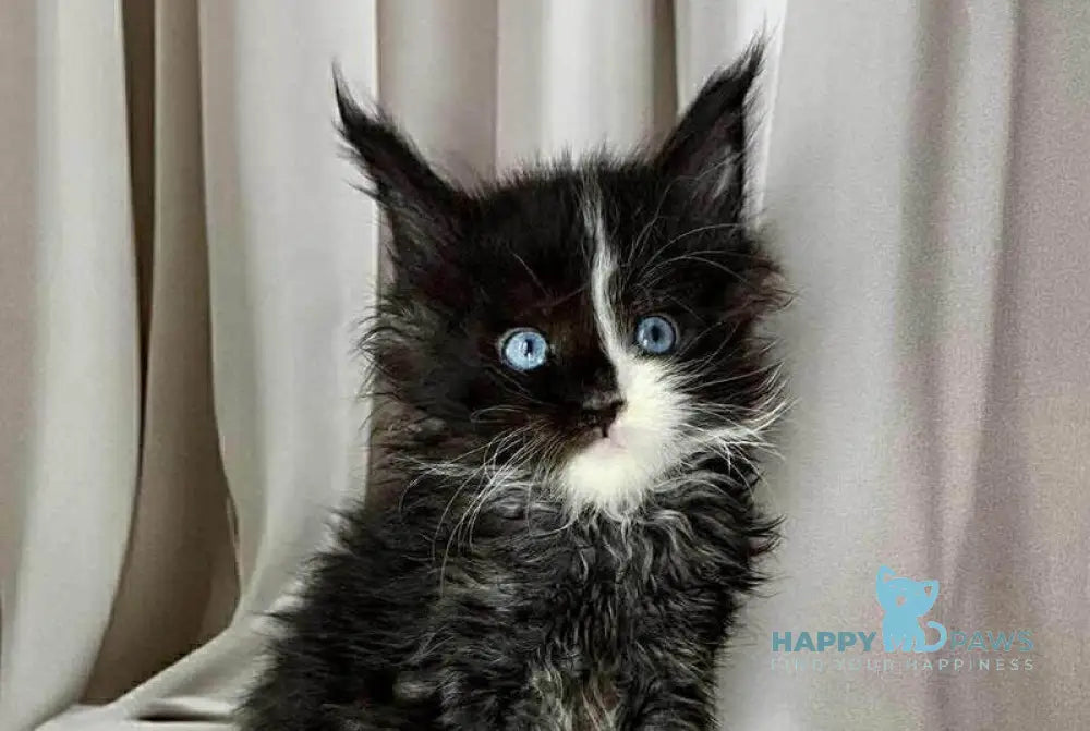 Goa Maine Coon female black silver with white live animals