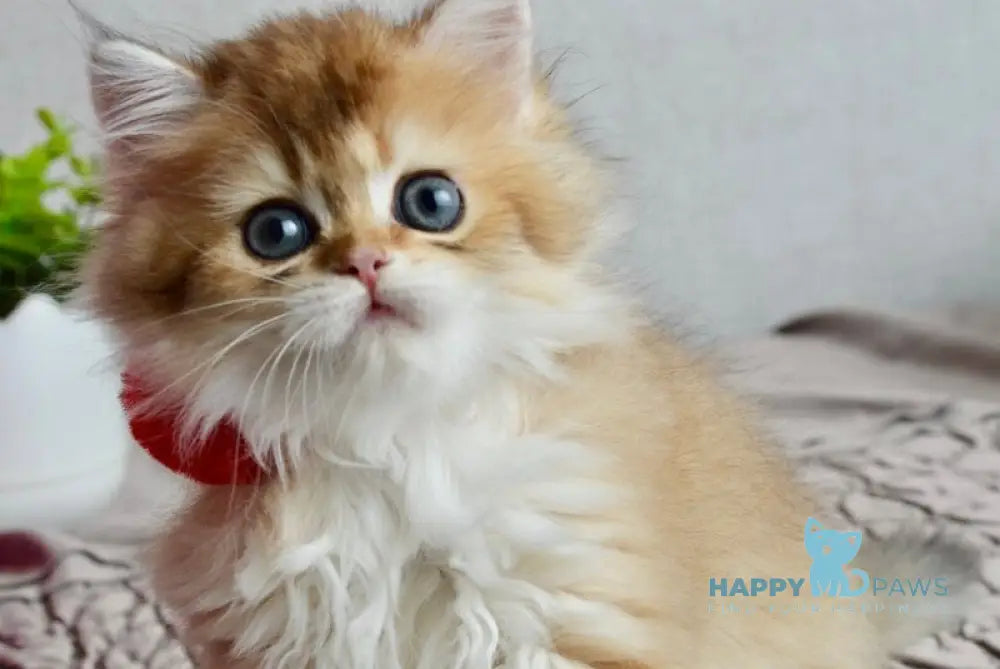 Goddess British Longhair female black golden shaded live animals