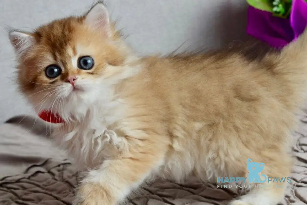 Goddess British Longhair female black golden shaded live animals