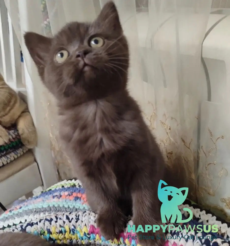 Godiva British Shorthair female chocolate live animals