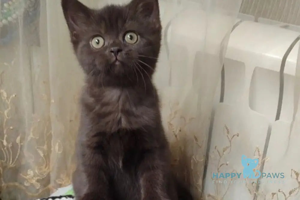 Godiva British Shorthair female chocolate live animals