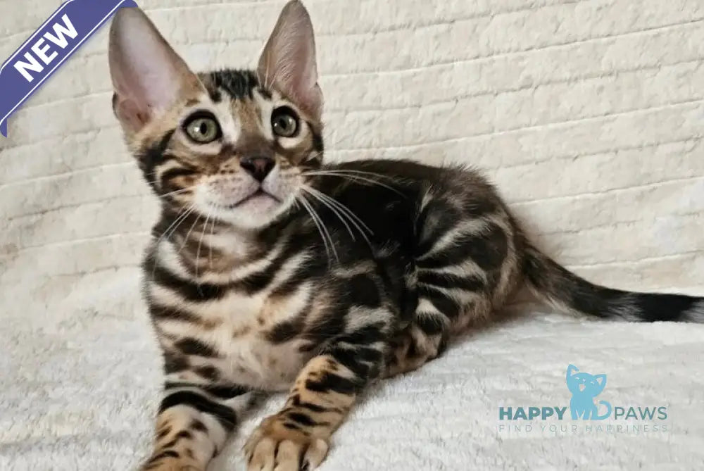 Gogen Bengal male black spotted tabby live animals