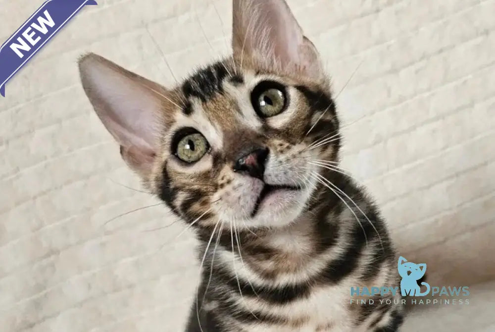 Gogen Bengal male black spotted tabby live animals