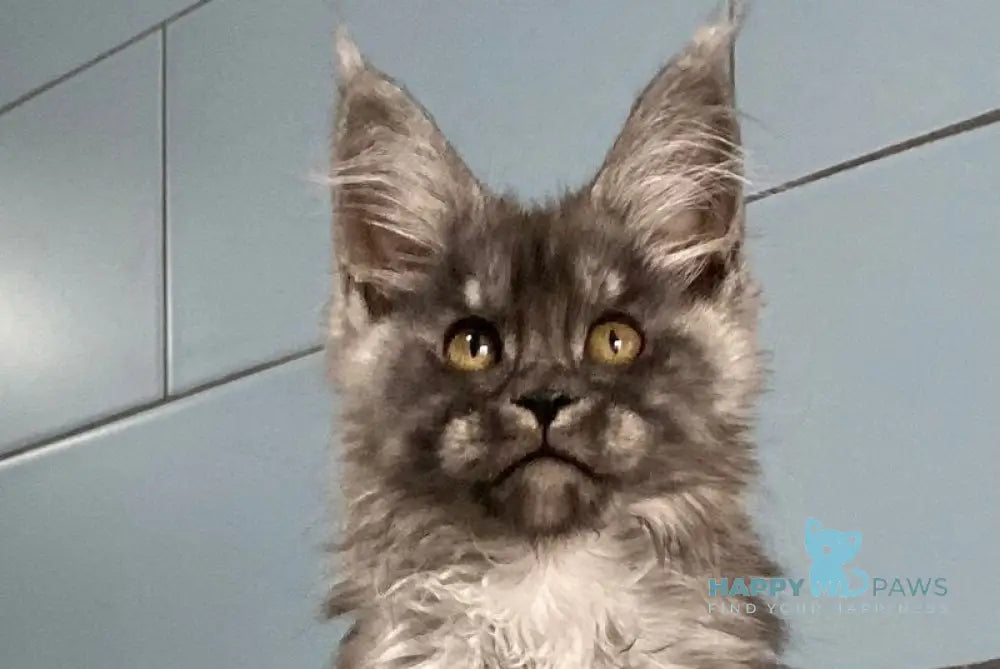 Gold Rush Maine Coon polydactyl female black silver live animals