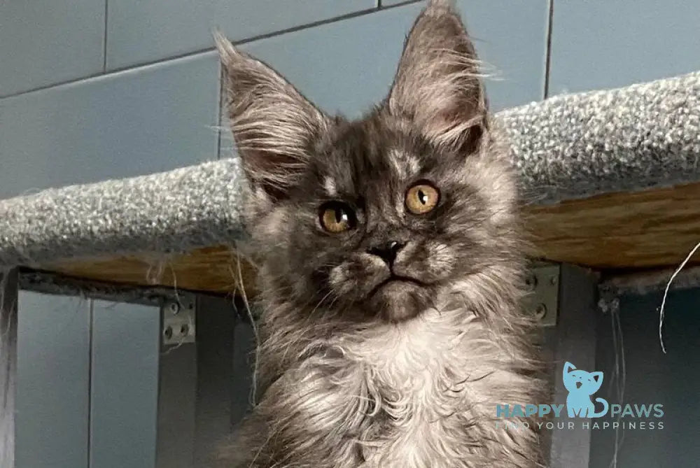 Gold Rush Maine Coon polydactyl female black silver live animals