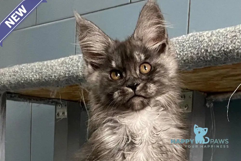 Gold Rush Maine Coon polydactyl female black silver live animals