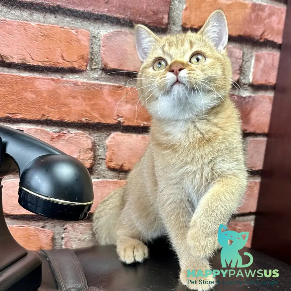 Golden Prince British Shorthair male cinnamon golden shaded - live animals