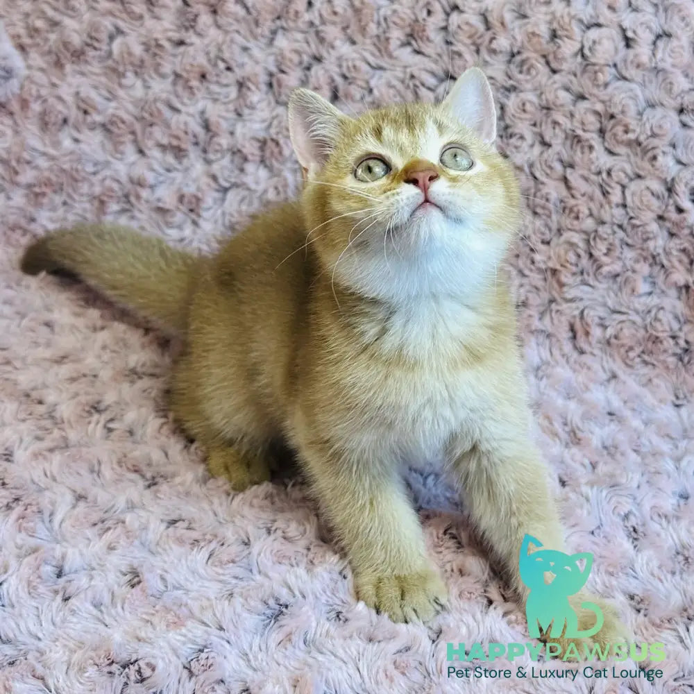 Golden Prince British Shorthair male cinnamon golden shaded - live animals