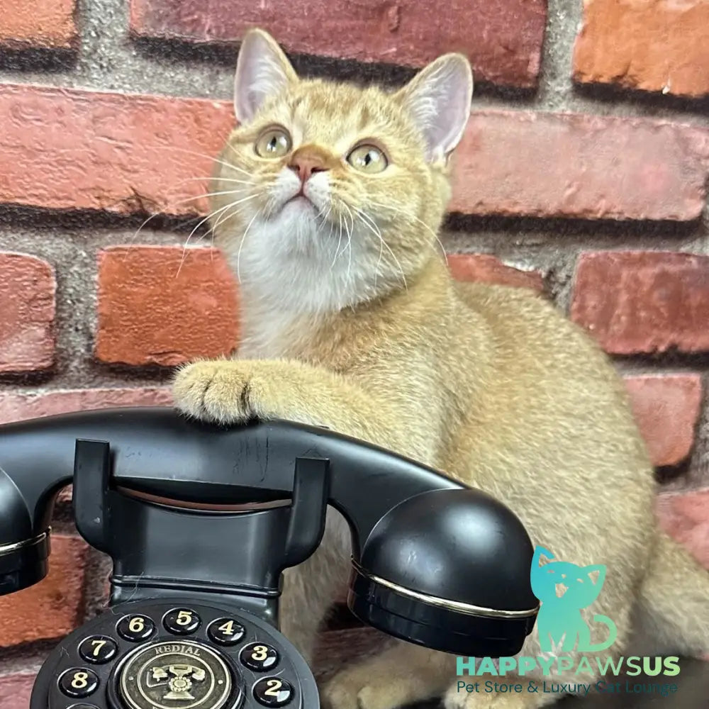 Golden Prince British Shorthair male cinnamon golden shaded - live animals