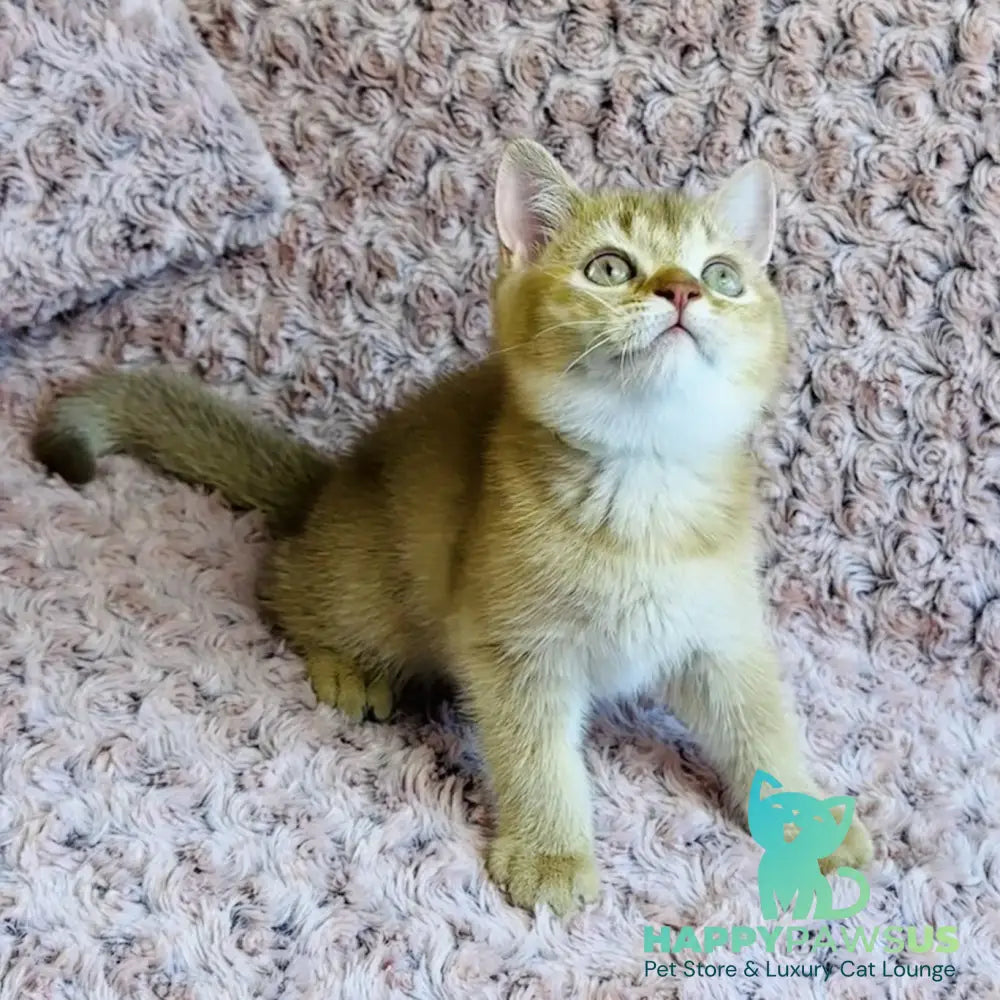 Golden Prince British Shorthair male cinnamon golden shaded - live animals