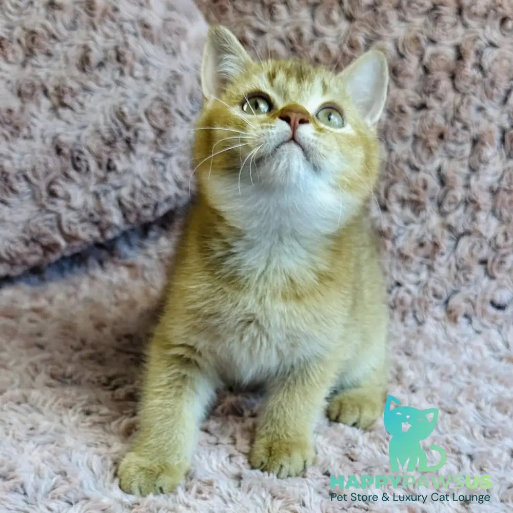Golden Prince British Shorthair male cinnamon golden shaded - live animals