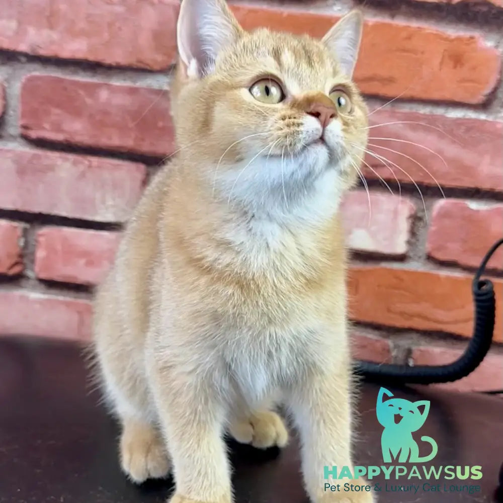 Golden Prince British Shorthair male cinnamon golden shaded - live animals