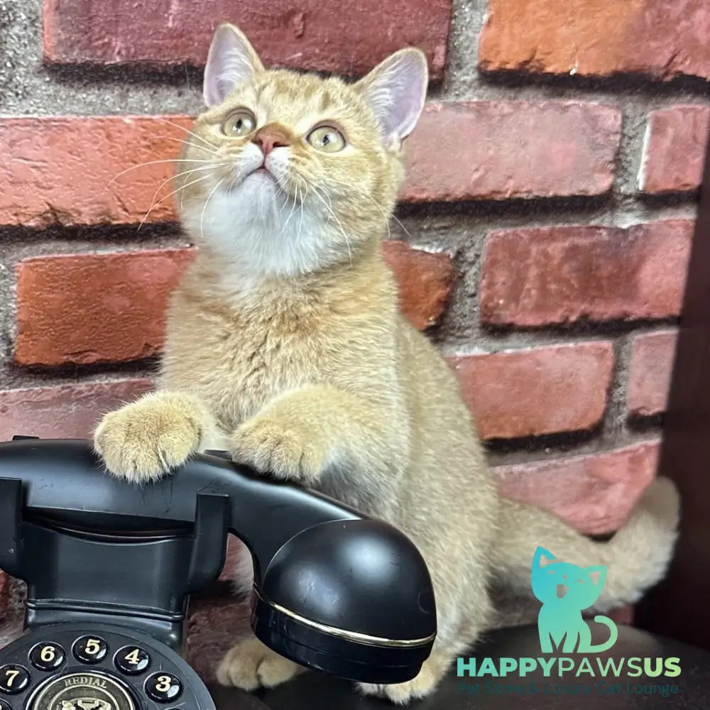 Golden Prince British Shorthair male cinnamon golden shaded - live animals