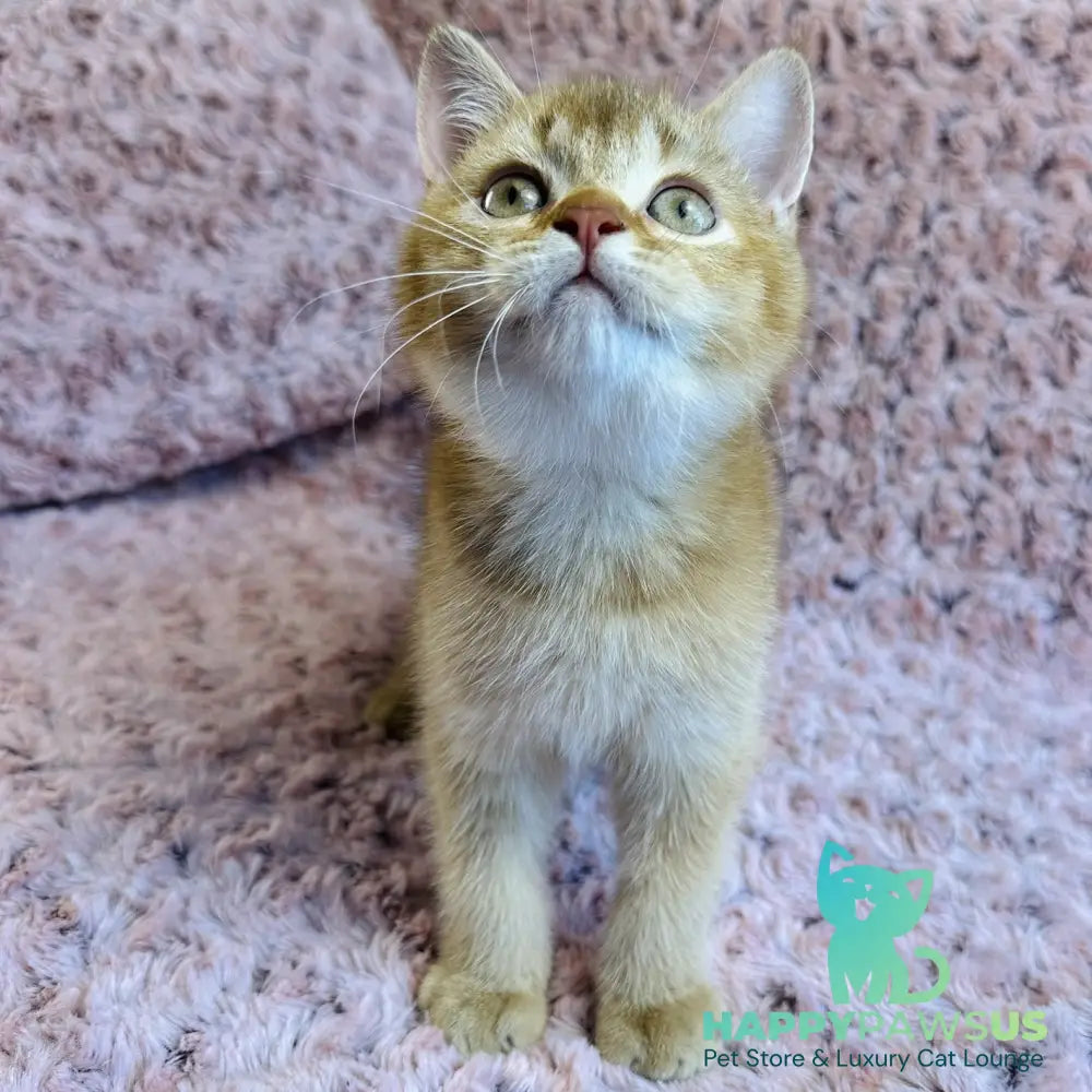 Golden Prince British Shorthair male cinnamon golden shaded - live animals