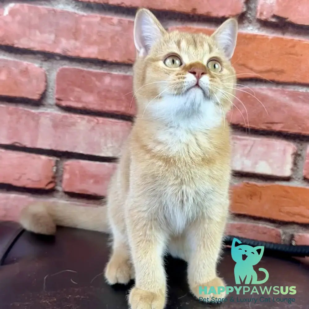 Golden Prince British Shorthair male cinnamon golden shaded - live animals