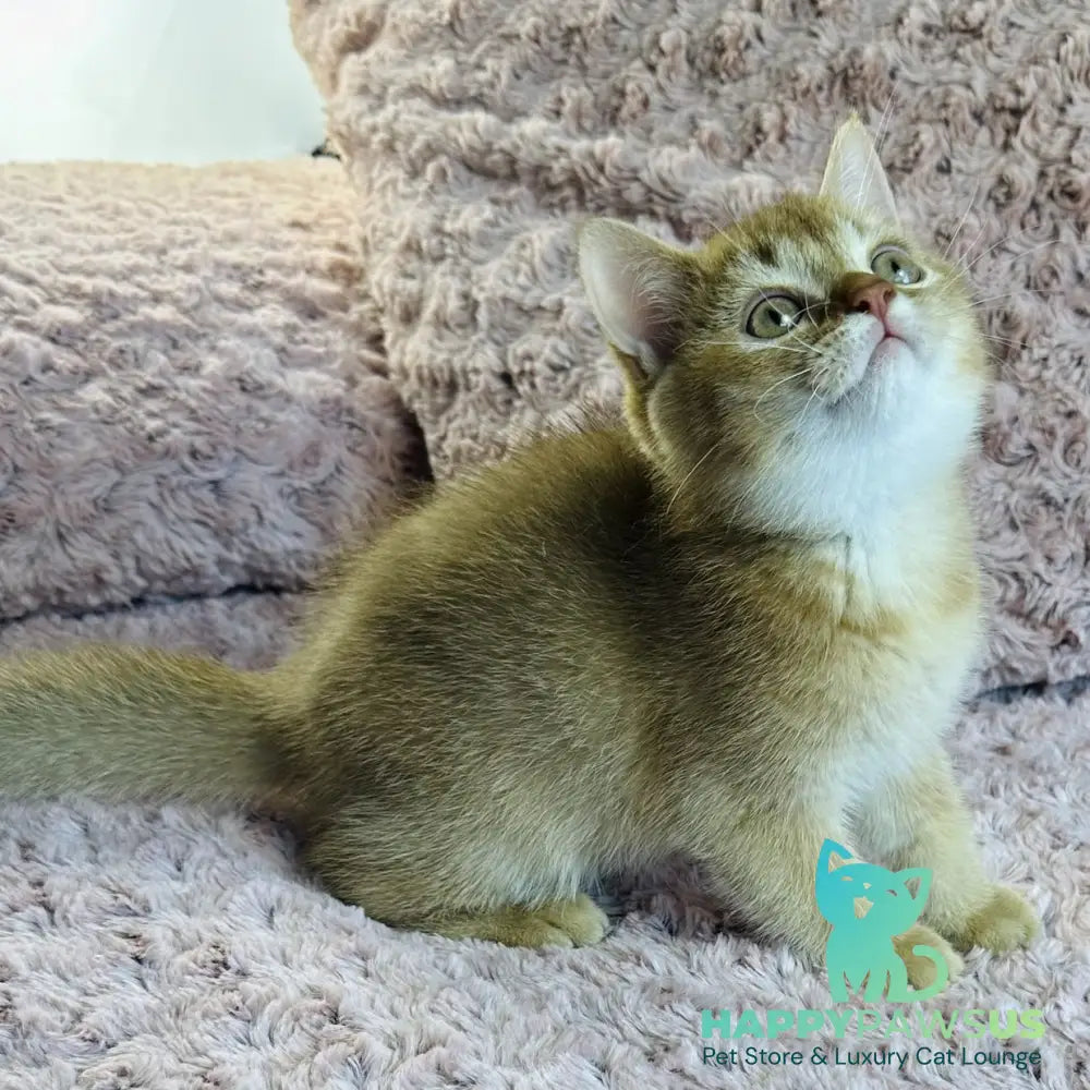 Golden Prince British Shorthair male cinnamon golden shaded - live animals