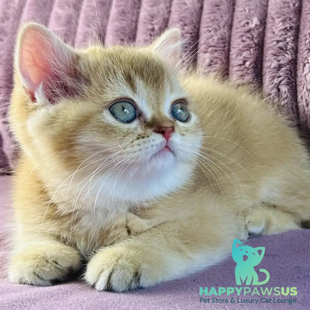 Golden Rose British Shorthair female cinnamon golden shaded - live animals