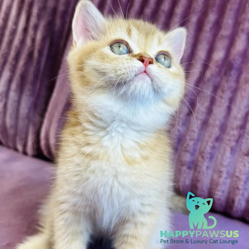 Golden Rose British Shorthair female cinnamon golden shaded - live animals